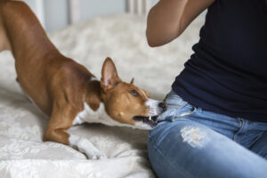 Why Choose Kimball Injury Law To Help With a Dog Bite Lawsuit in Colorado Springs, CO